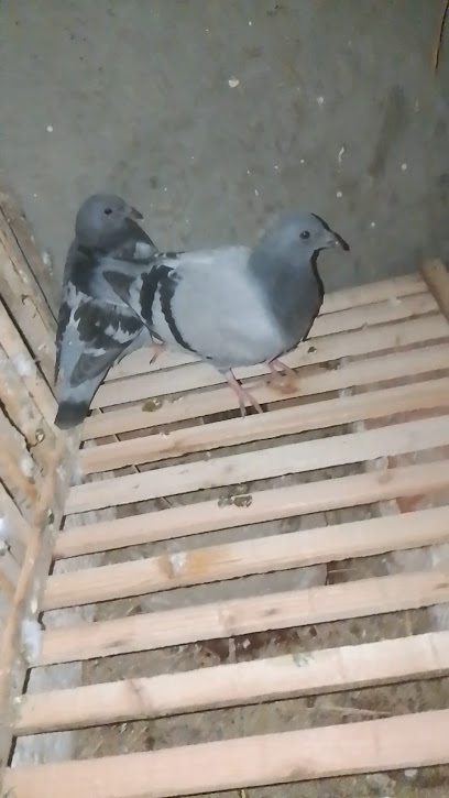 عبدالله نصر