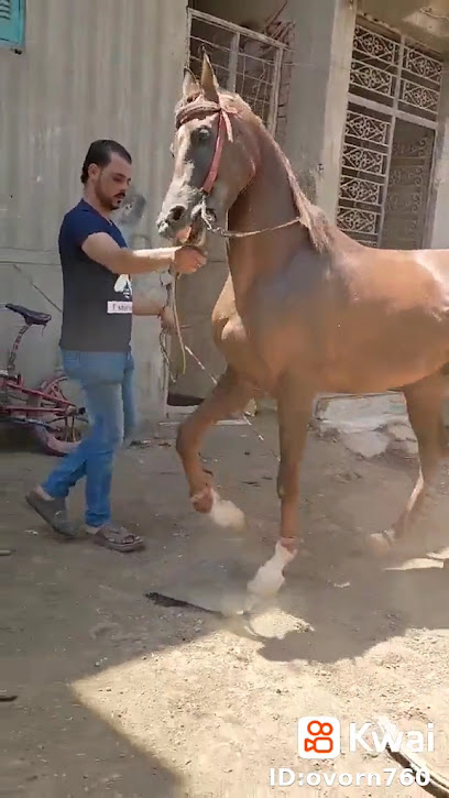 اكرامي ناجي