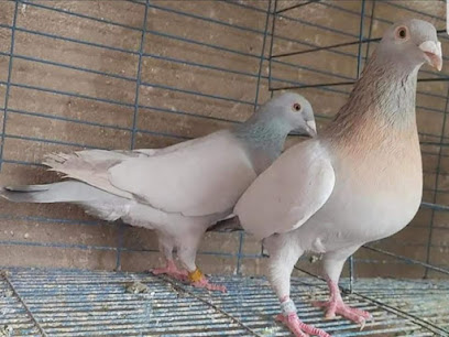 سمير ابوالنور