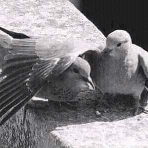 Mohamed Hany