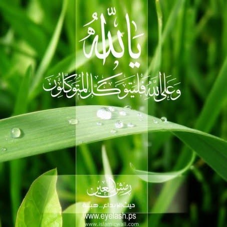 Amyrh El-Dysawy